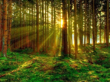 Foreste: De Castro, incentivare silvicoltori stoccaggio CO2
